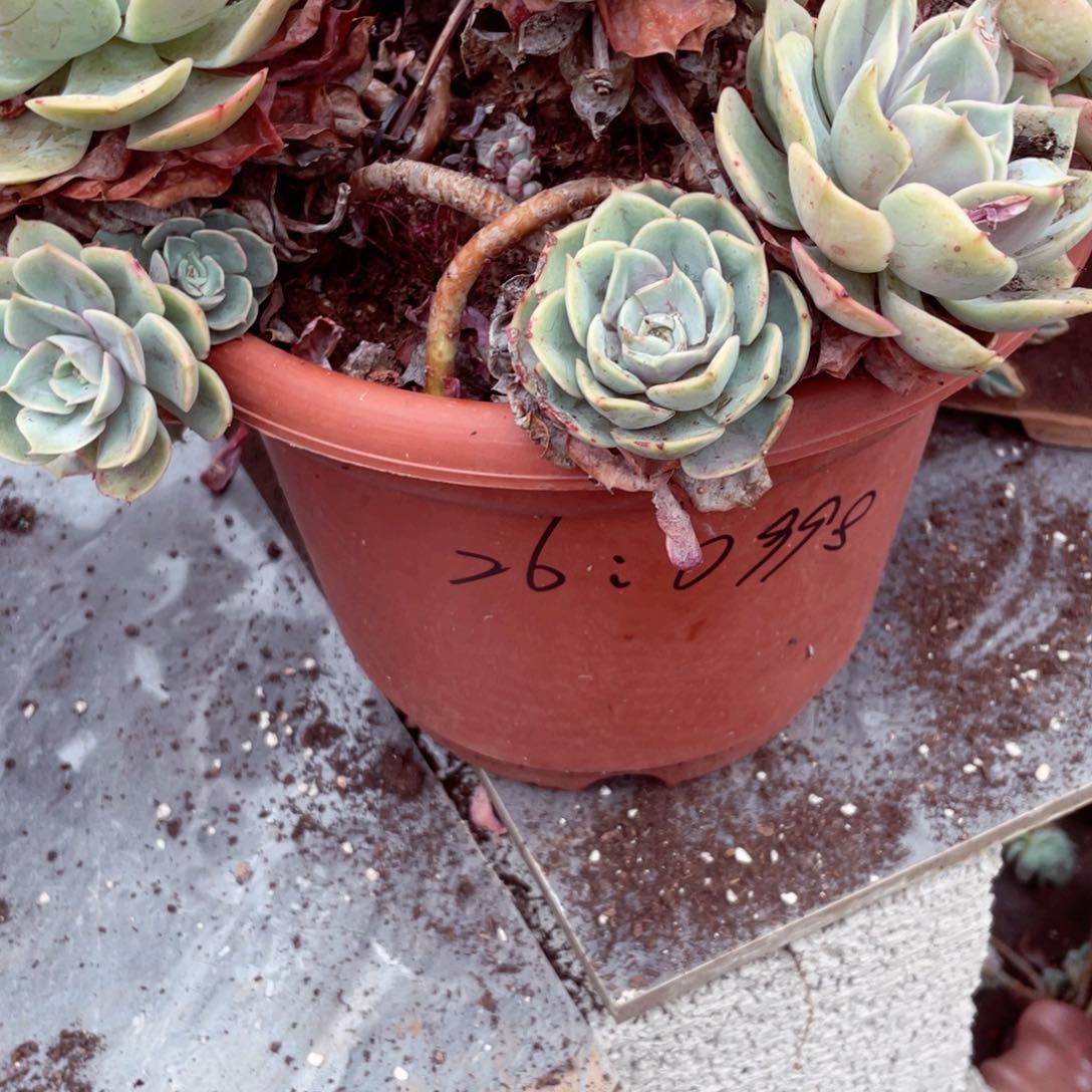 苍鹭0998一物一拍