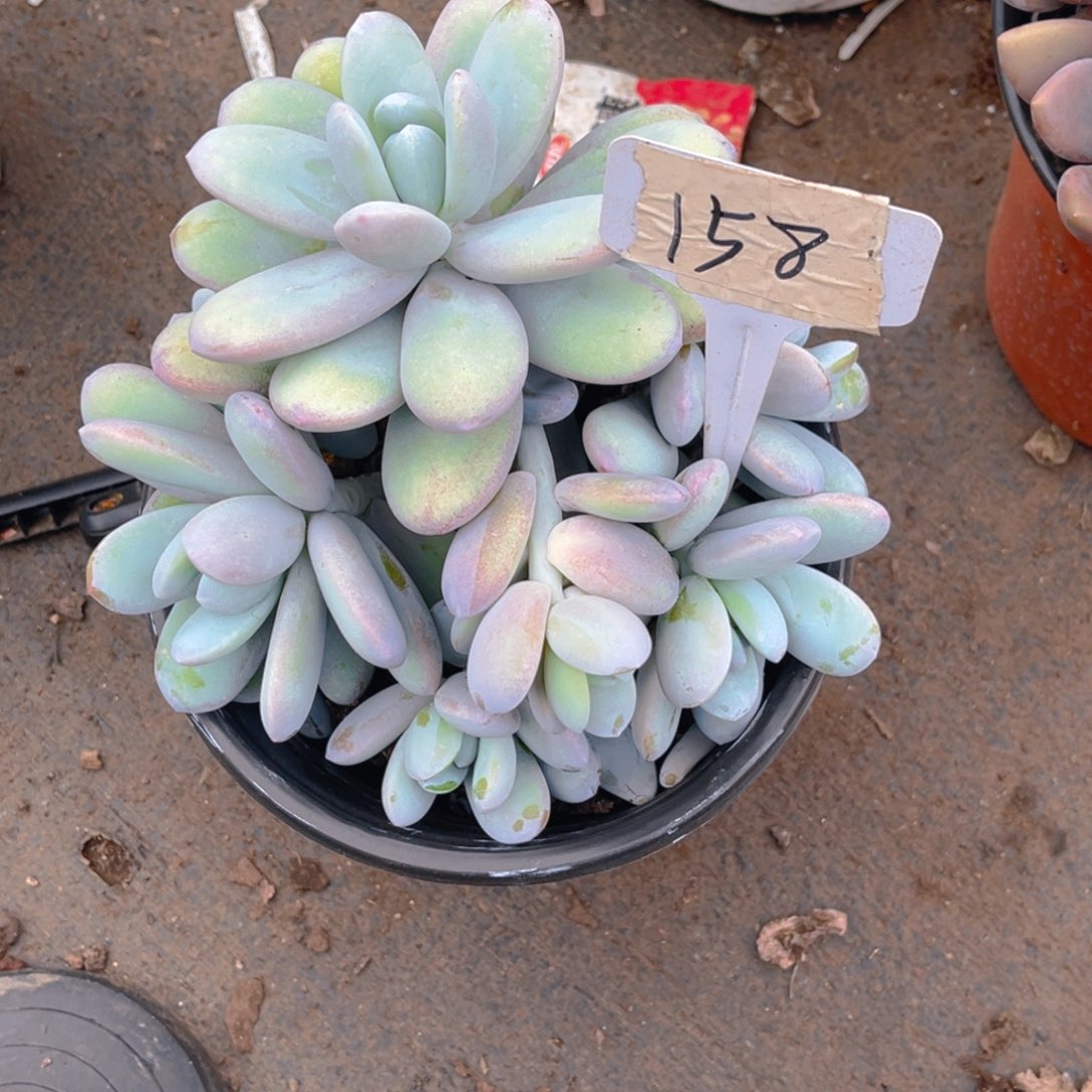 哎***°000000000000000158