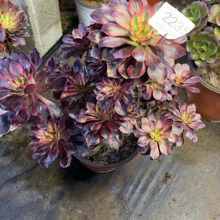 香奈儿多肉断头不包2235