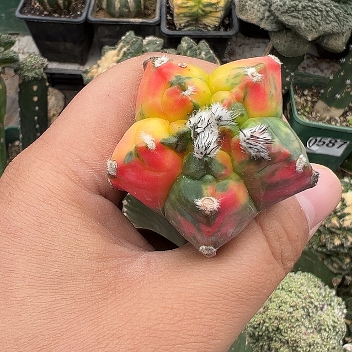 龟甲鸾锦仙人球756号