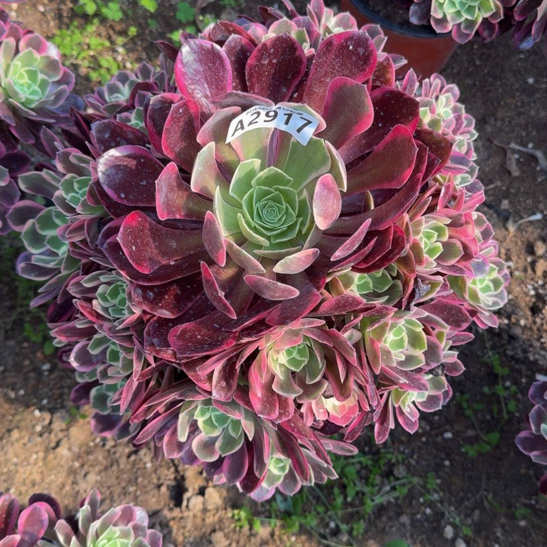 小***光2917金丝雀多肉植物