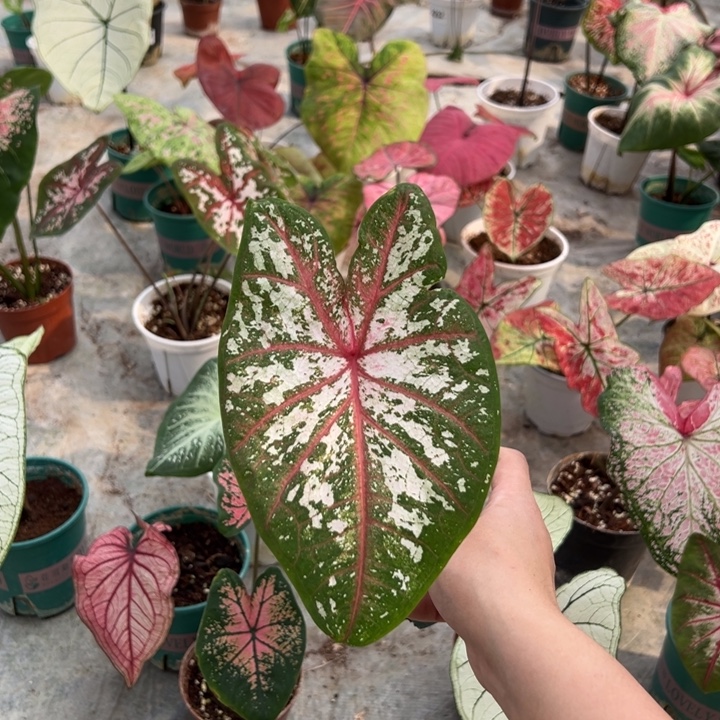 喵***～不开花植物A660不包叶损不包种球大小