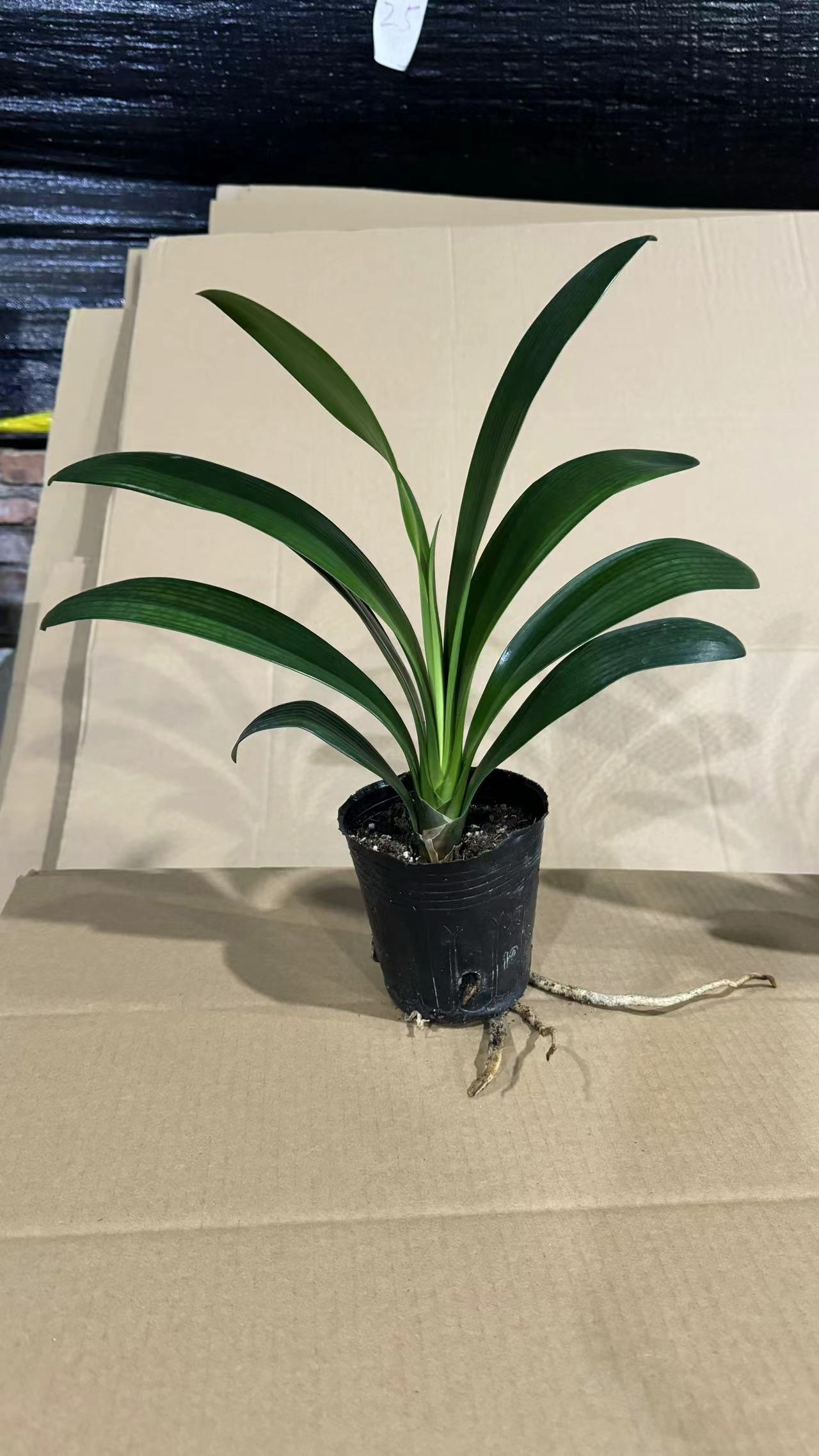 好品种君子兰盆栽绿植花卉四季常青会开花 基地直发 可直接下单