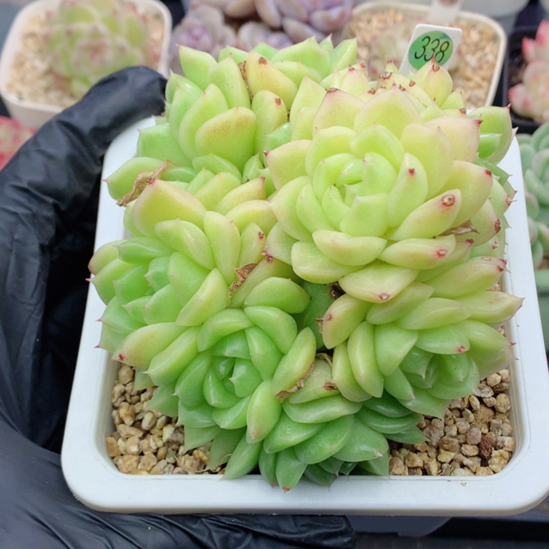 哈哈58包邮  群生不包整338