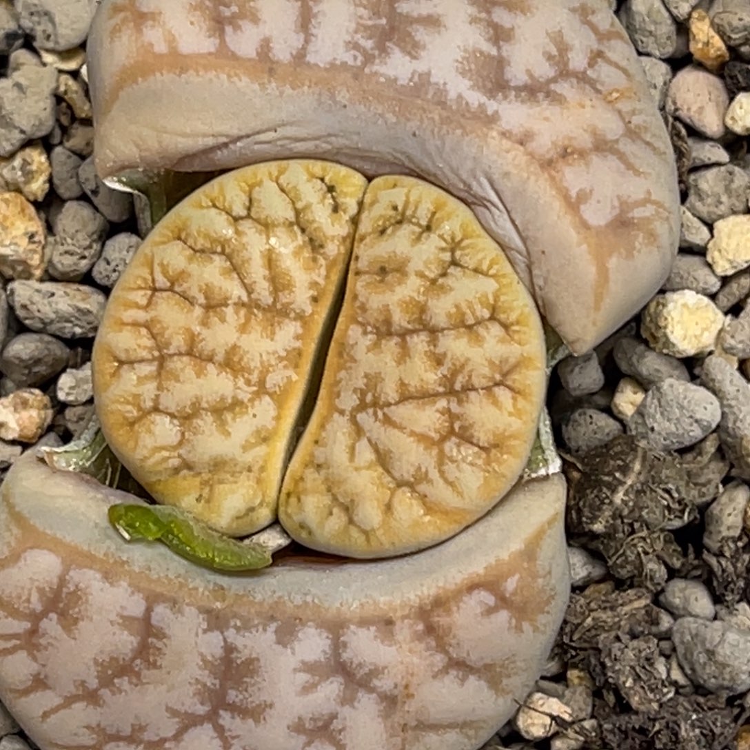 6746凹凸睫毛拿铁261