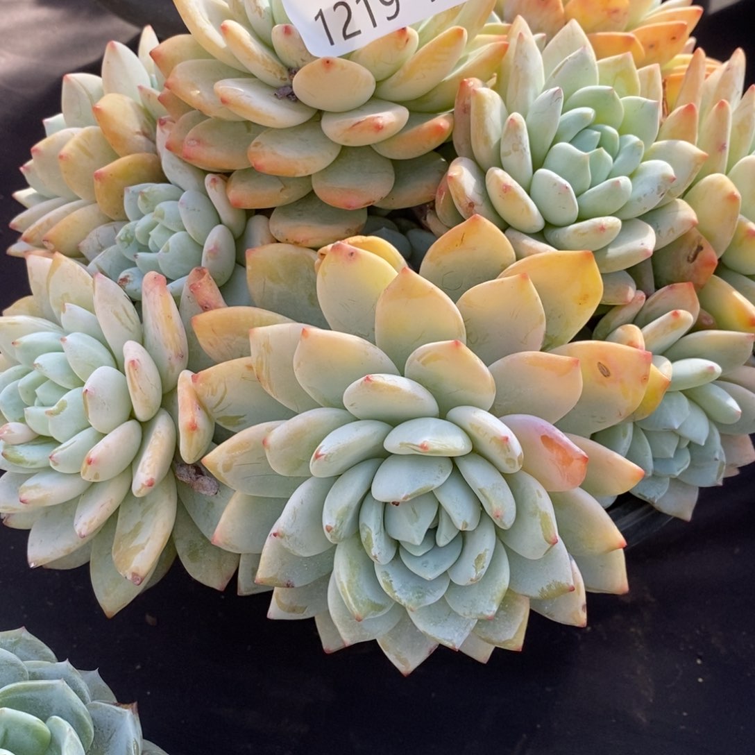 两单包邮1219-143冷香