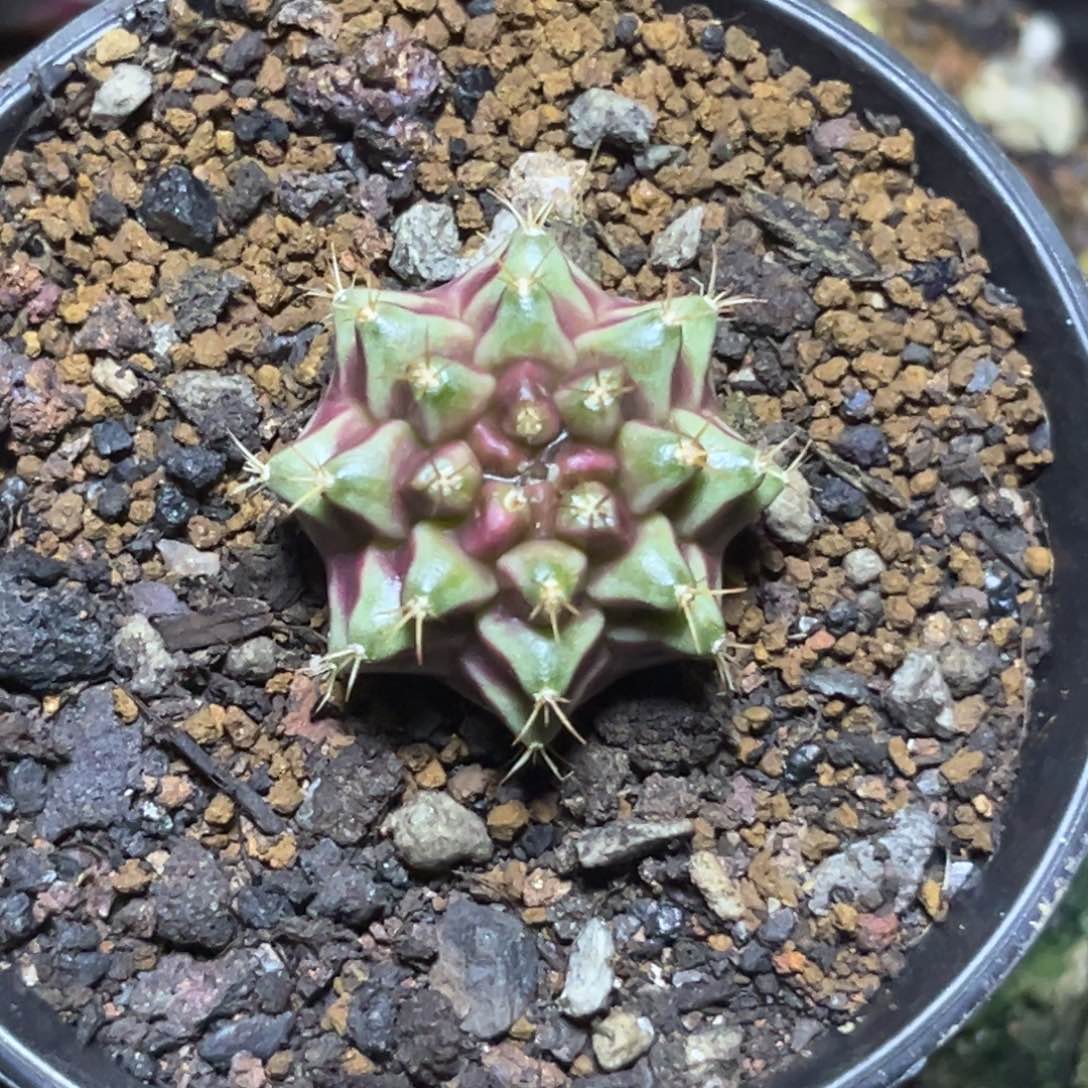 泰系测牙紫色星云，带盆土发货
