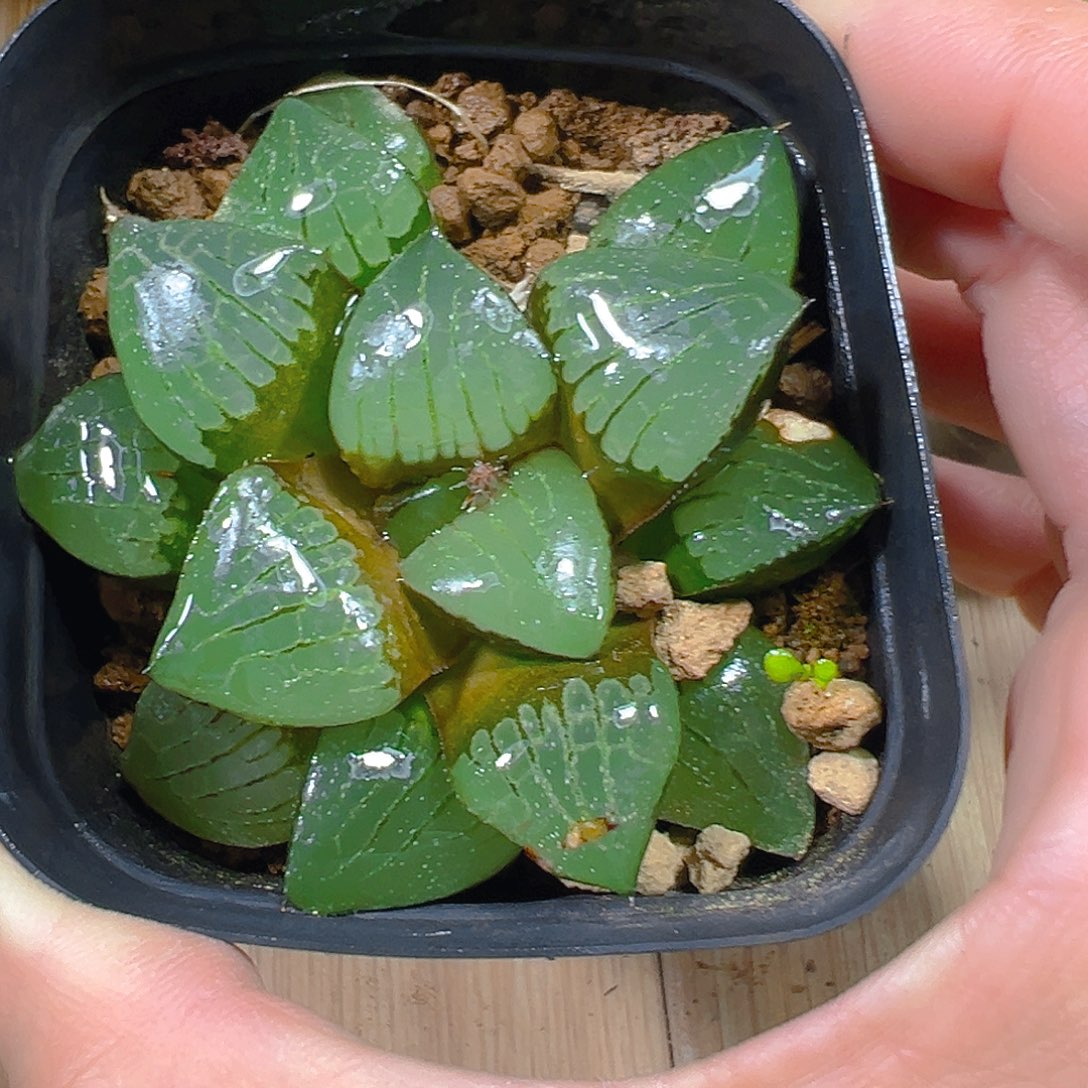 方盆日月潭玉露多肉