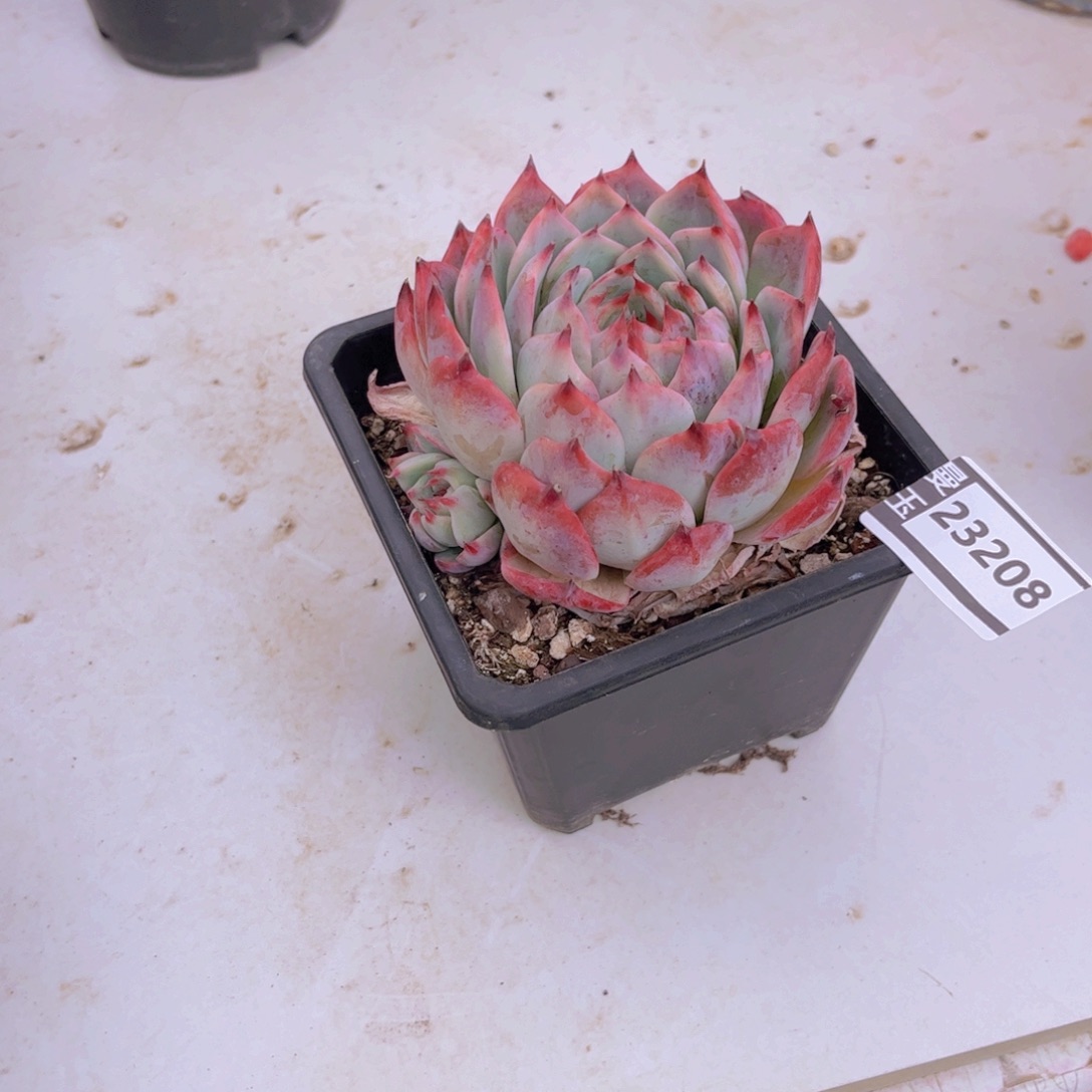 惊鸿多肉植物23208