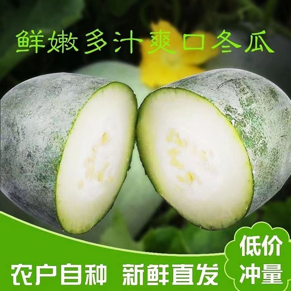 河南特产小冬瓜 农家自种现摘现发 新鲜采摘