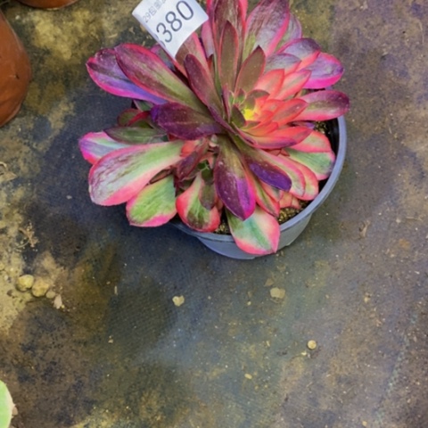 黑魔锦多肉植物3380