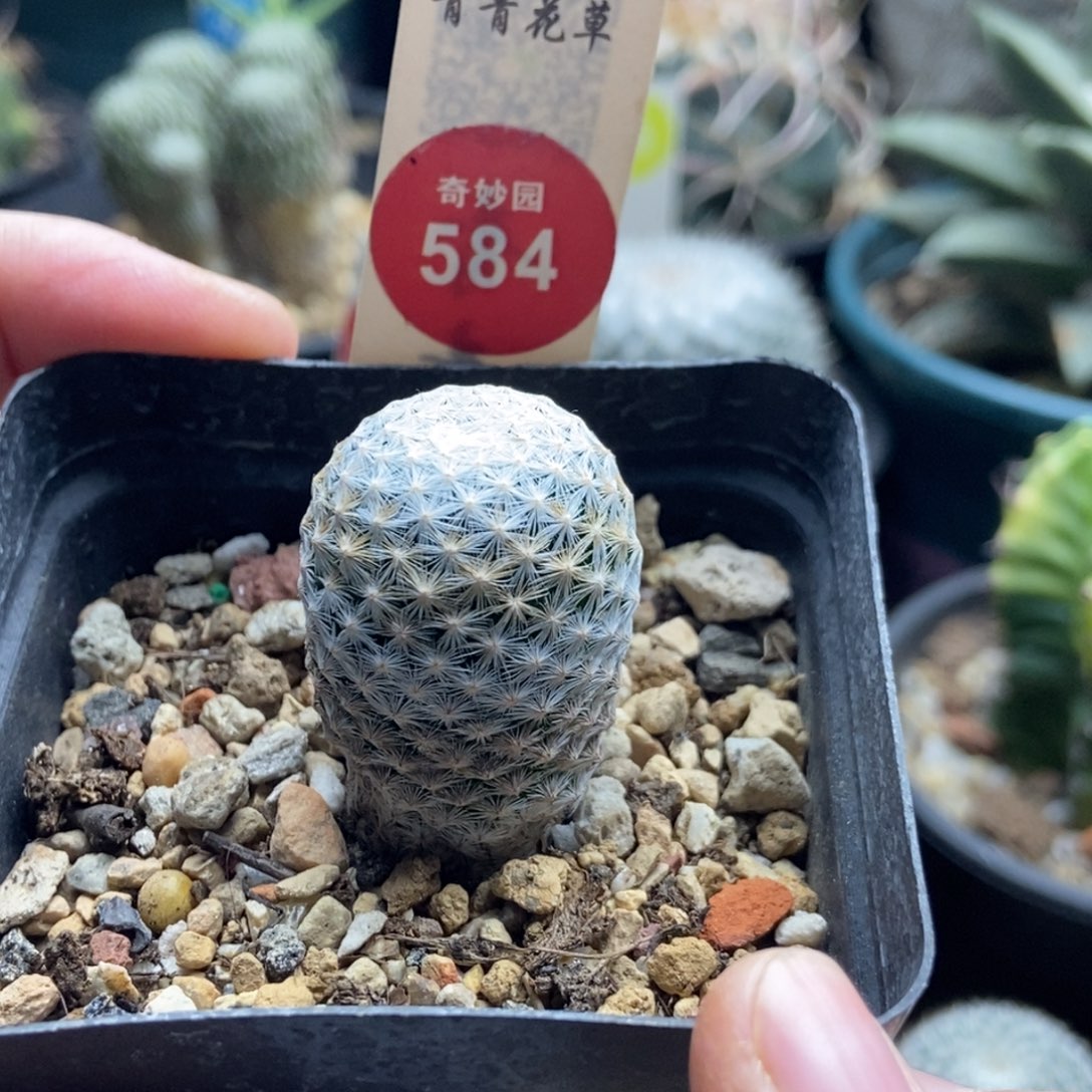 实生白鸟2.4cm一棵仙人球