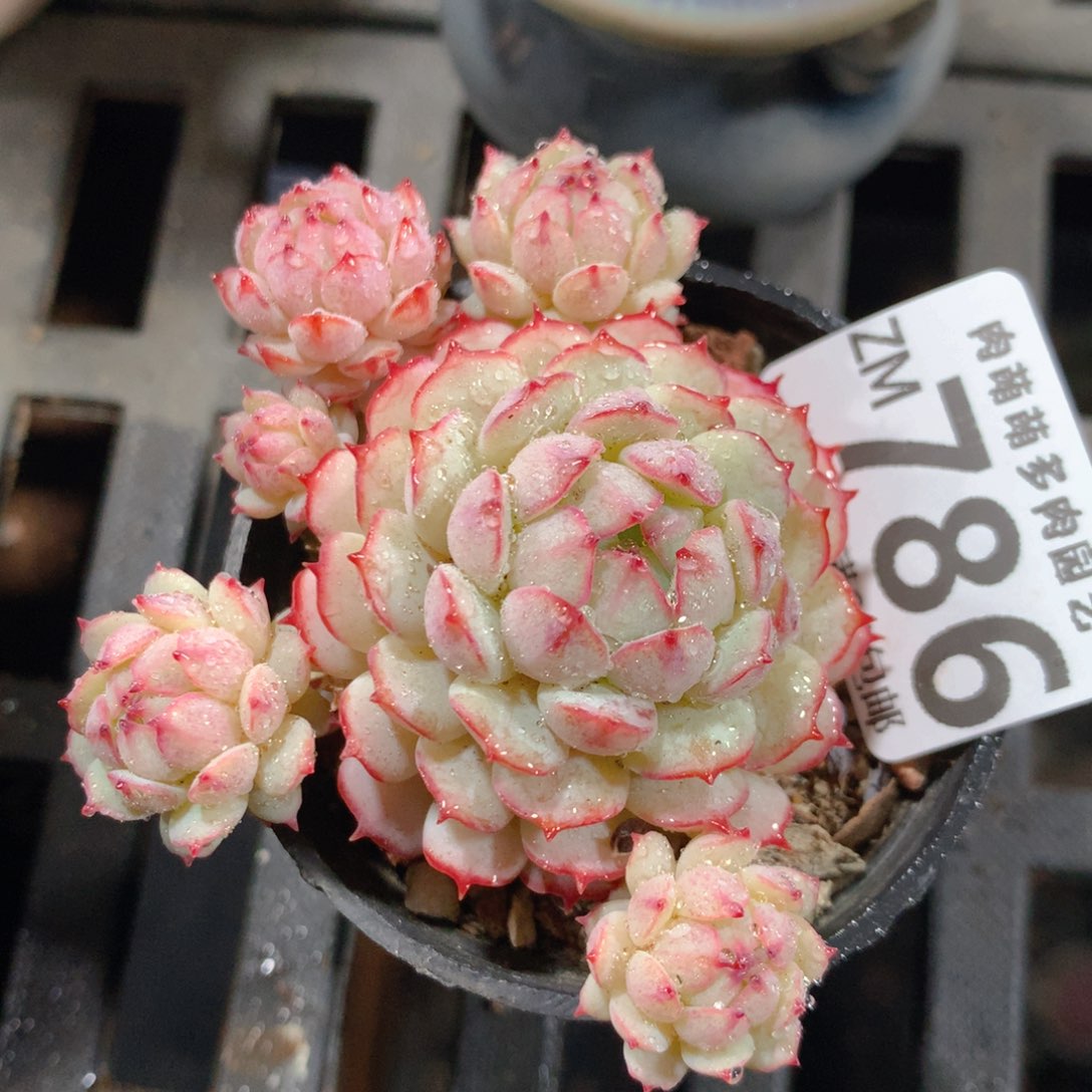 5CM拇指盆精控多肉ZM786