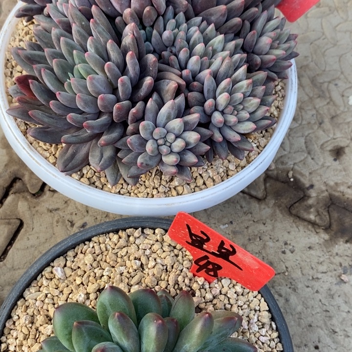 红***雪888888888888888800