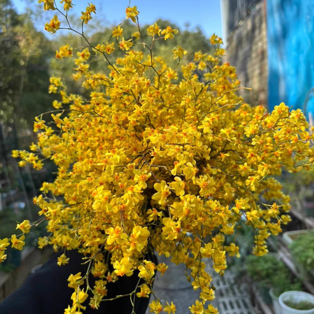 （金黄色爱马仕橙）梦香兰带花剑浓香室内阳台客厅多年生好养文心兰