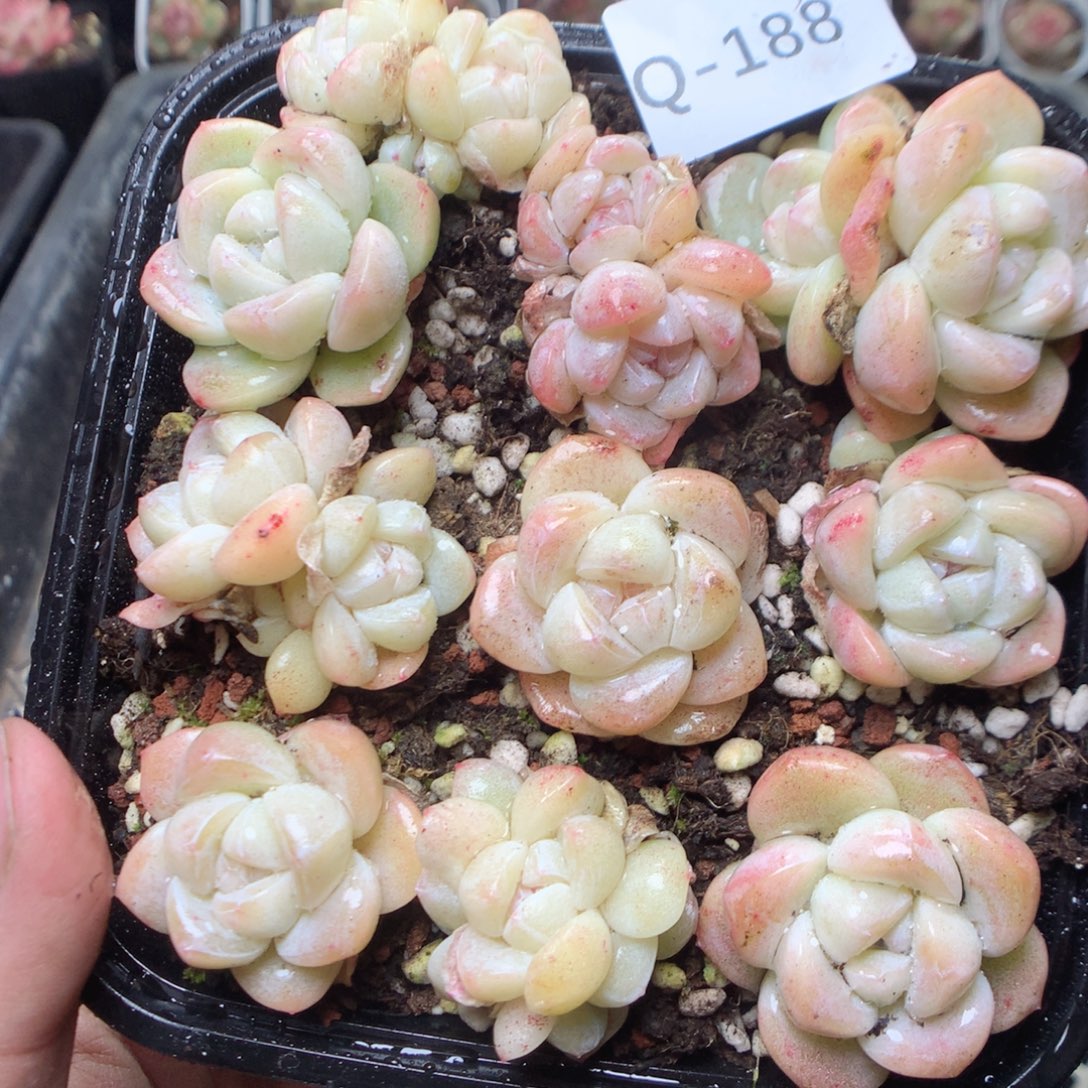 无花朵Q188。yyyyyyyy