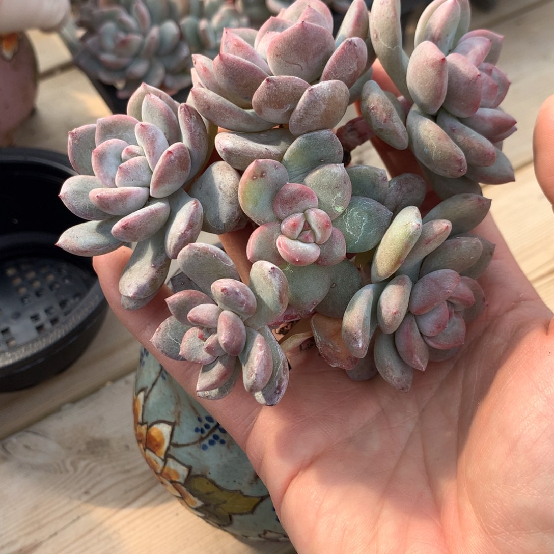 茸*茸茸突尼斯发货多肉2