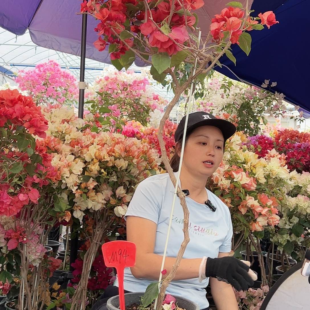 盘***盘大部分花苞少量开放M94不甜西瓜