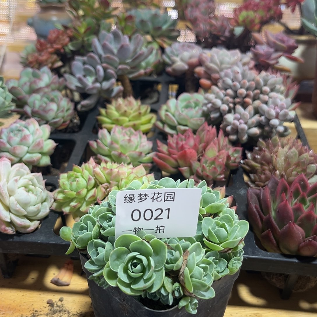 山地玫瑰一物一拍21