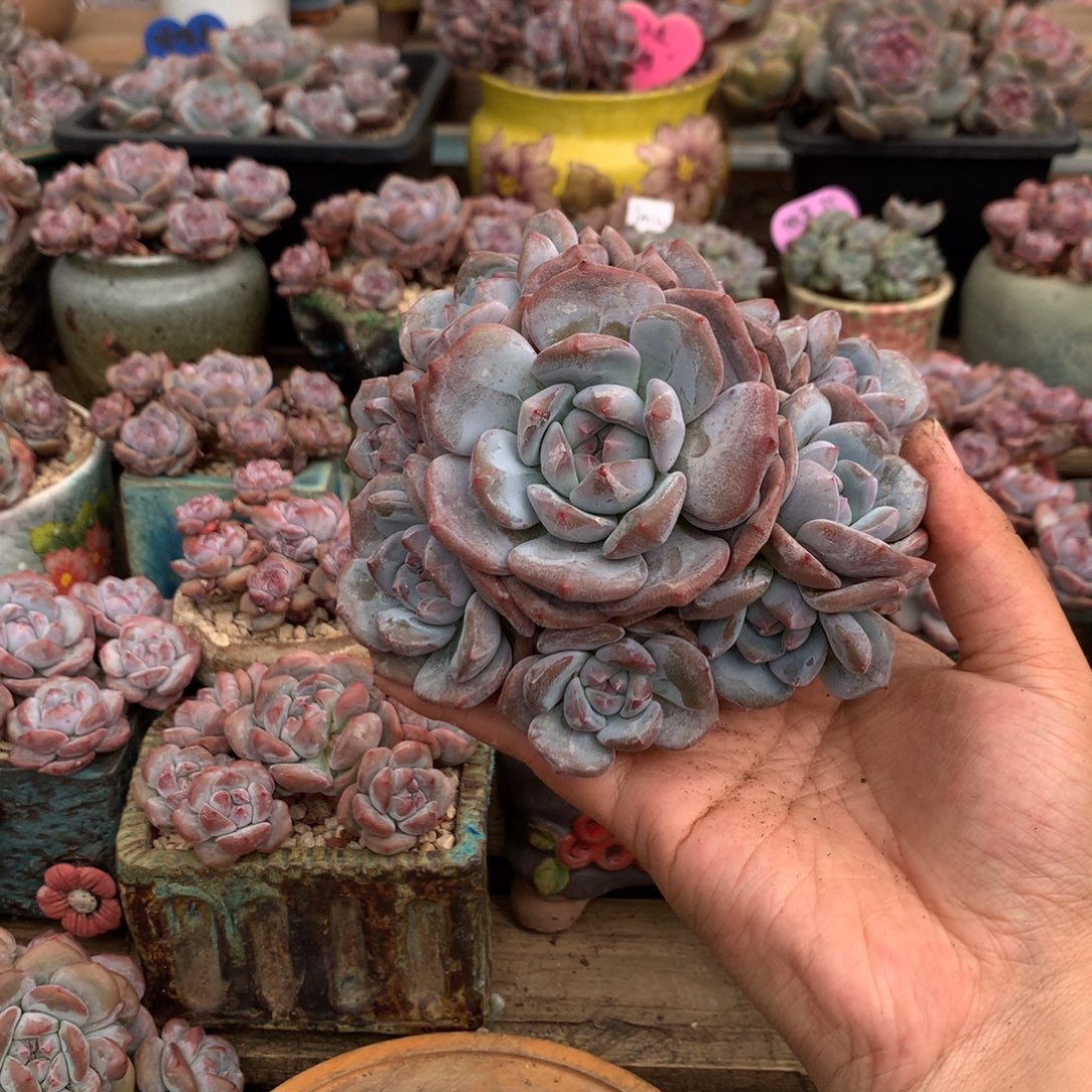 无砍哈哈哈哈哈哈哈哈27