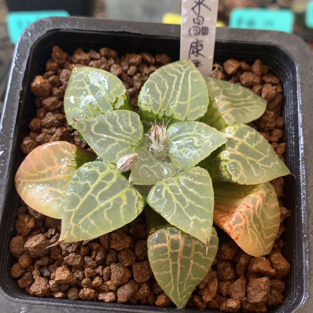 水晶康平101一物一拍