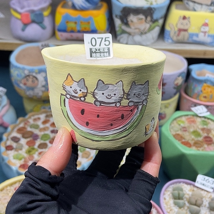 大舅生石花肉锥多肉075