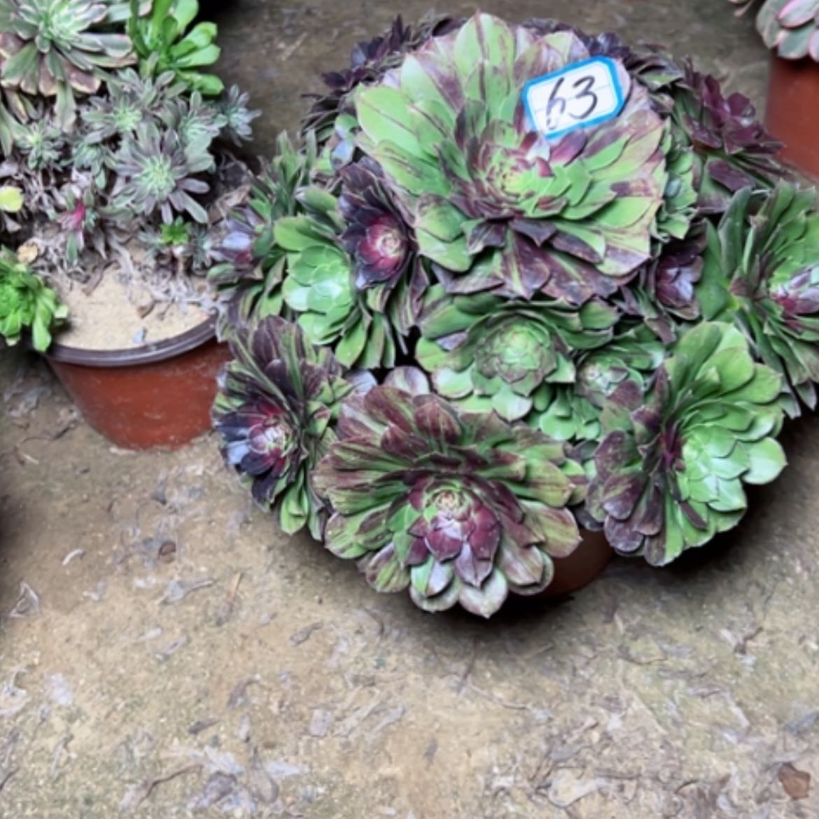 【闪购商品】多肉植物花月夜63