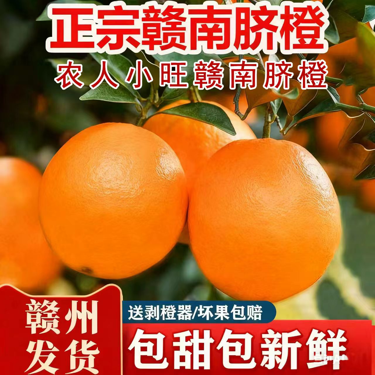 现场采摘发货江西正宗赣南脐橙产地直发正宗甜橙子新鲜应季水果