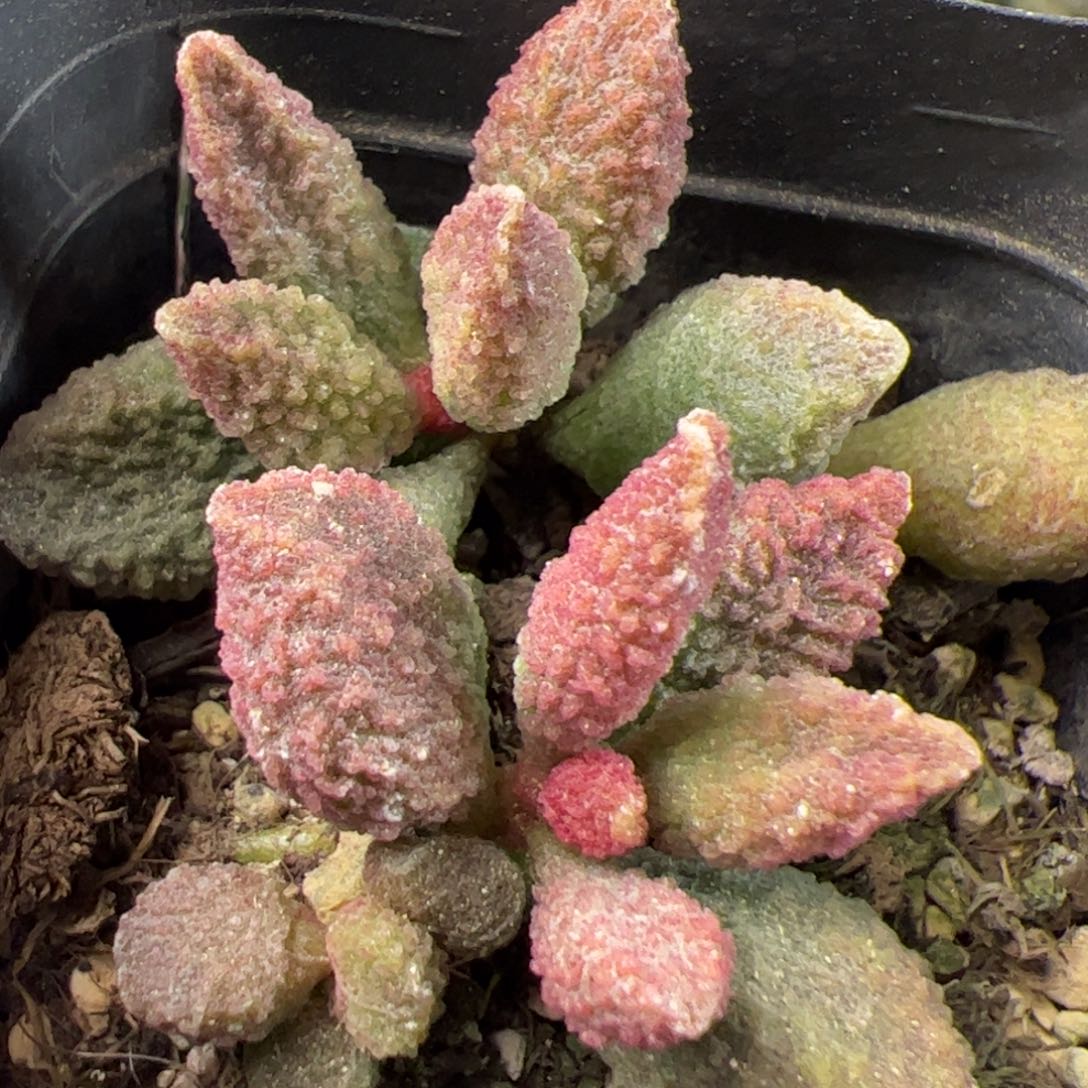 实生新品多头纯木质桩多肉植物
