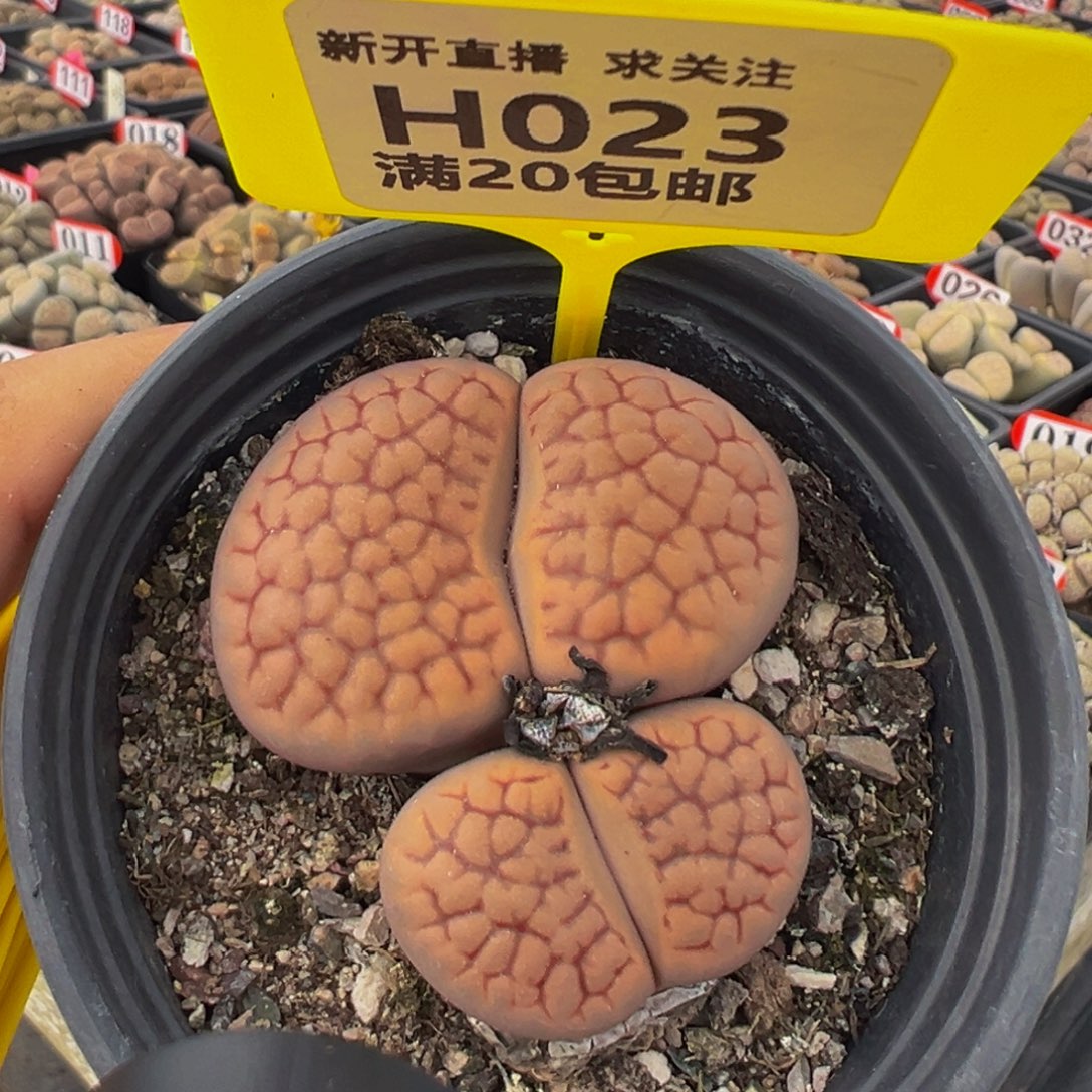 023生石花大群生大群