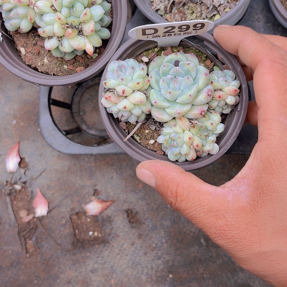 望***安D299阿尔巴佳人一物一拍