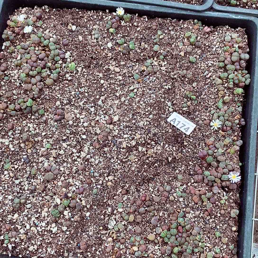 174 清筐脱土发货