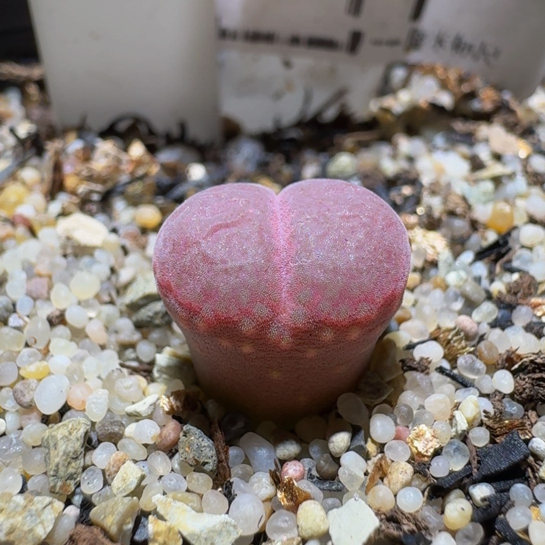 Sss清仓便宜出了11