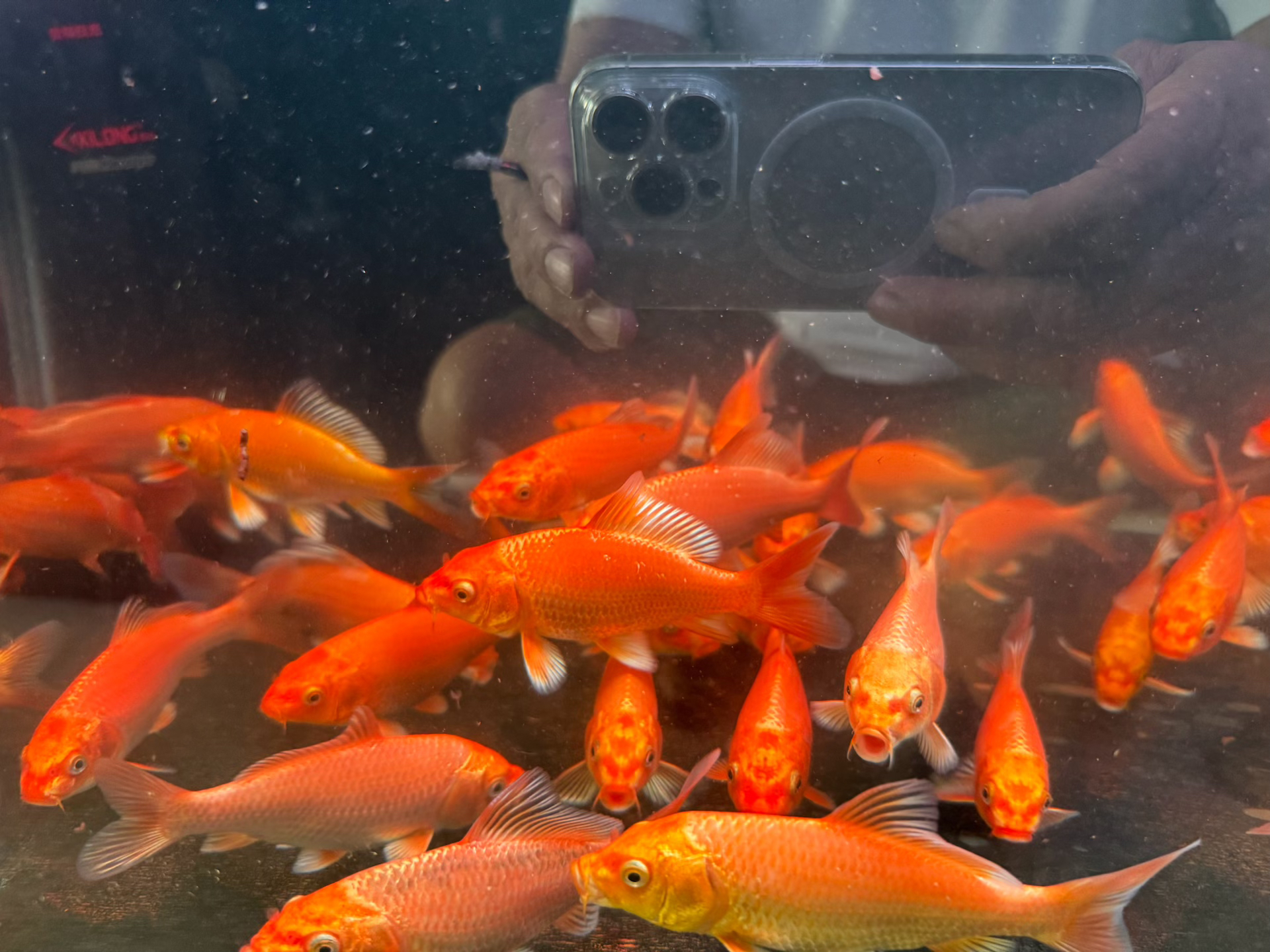 普身红蝴蝶锂大鳍大尾