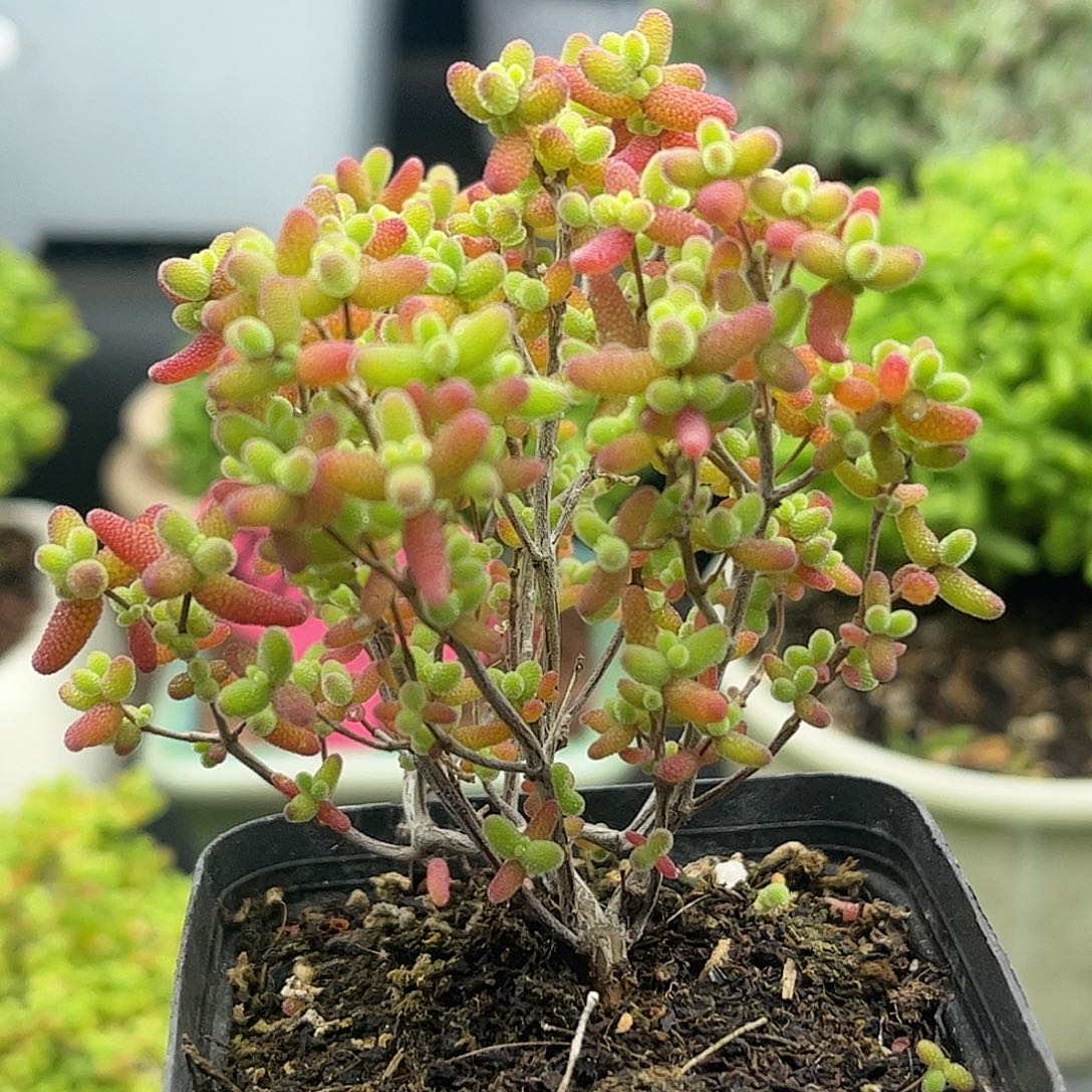 昕宝蜜桔枝干番杏