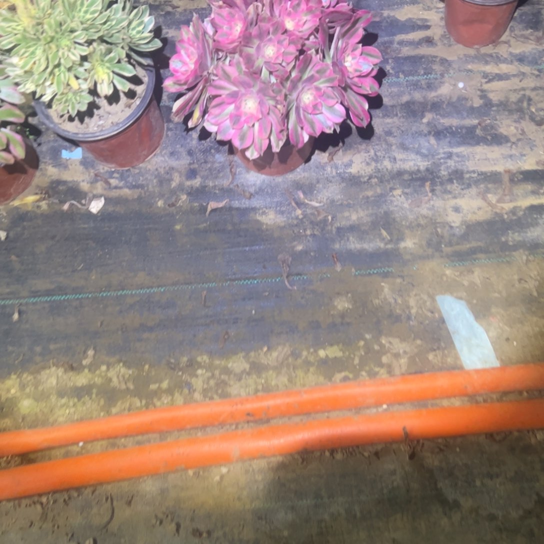 阳****6粉女巫多肉一物一拍81