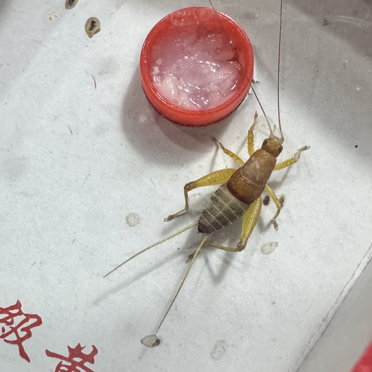 奥蟋科《烈焰仙子》