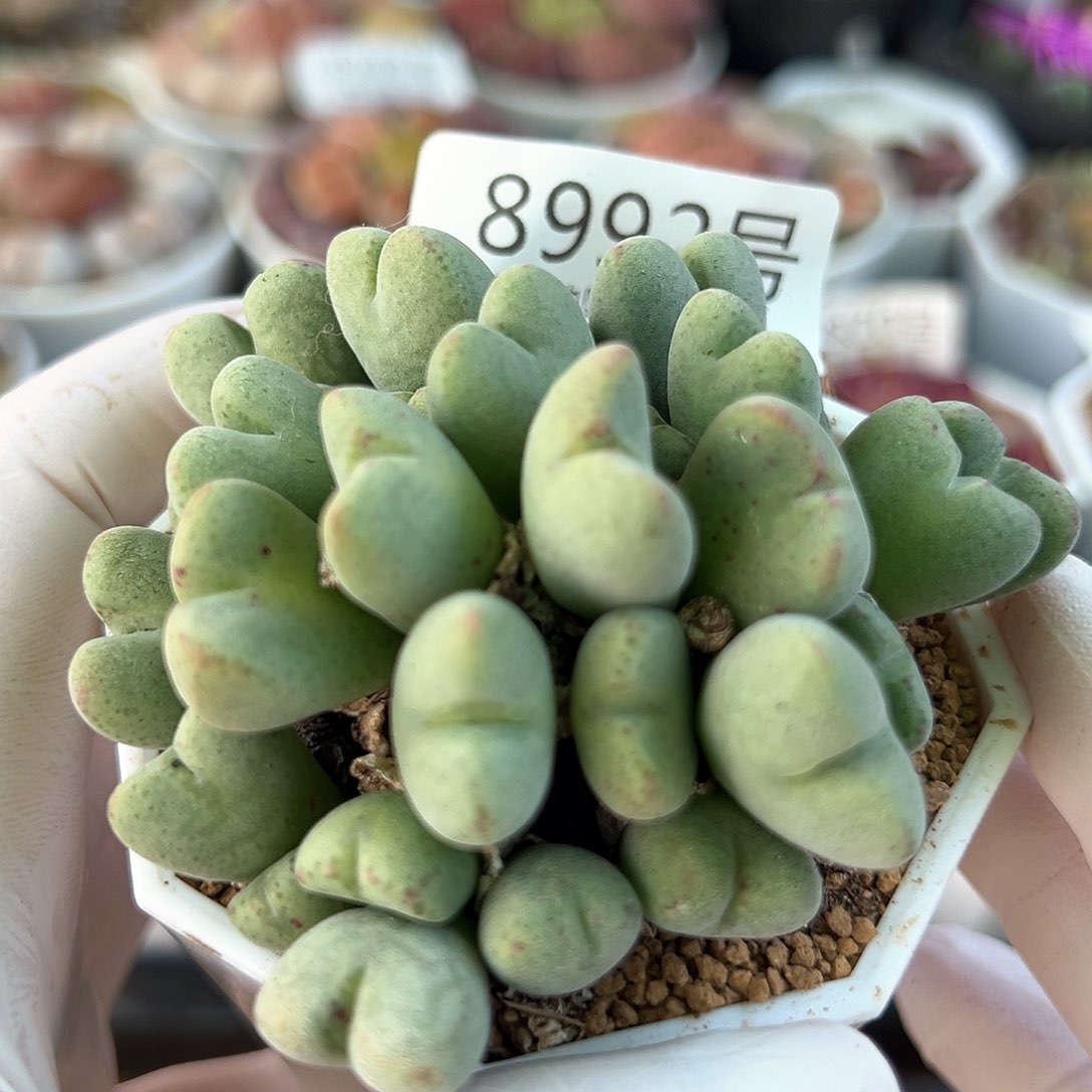 好养易活生石花大母本8992