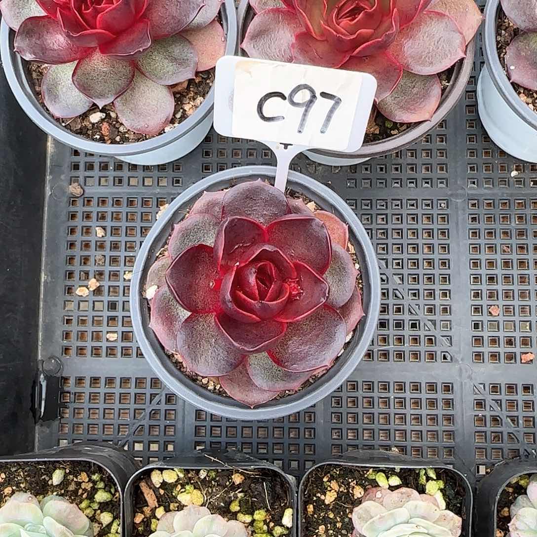 小***肉C97红灯多肉植物