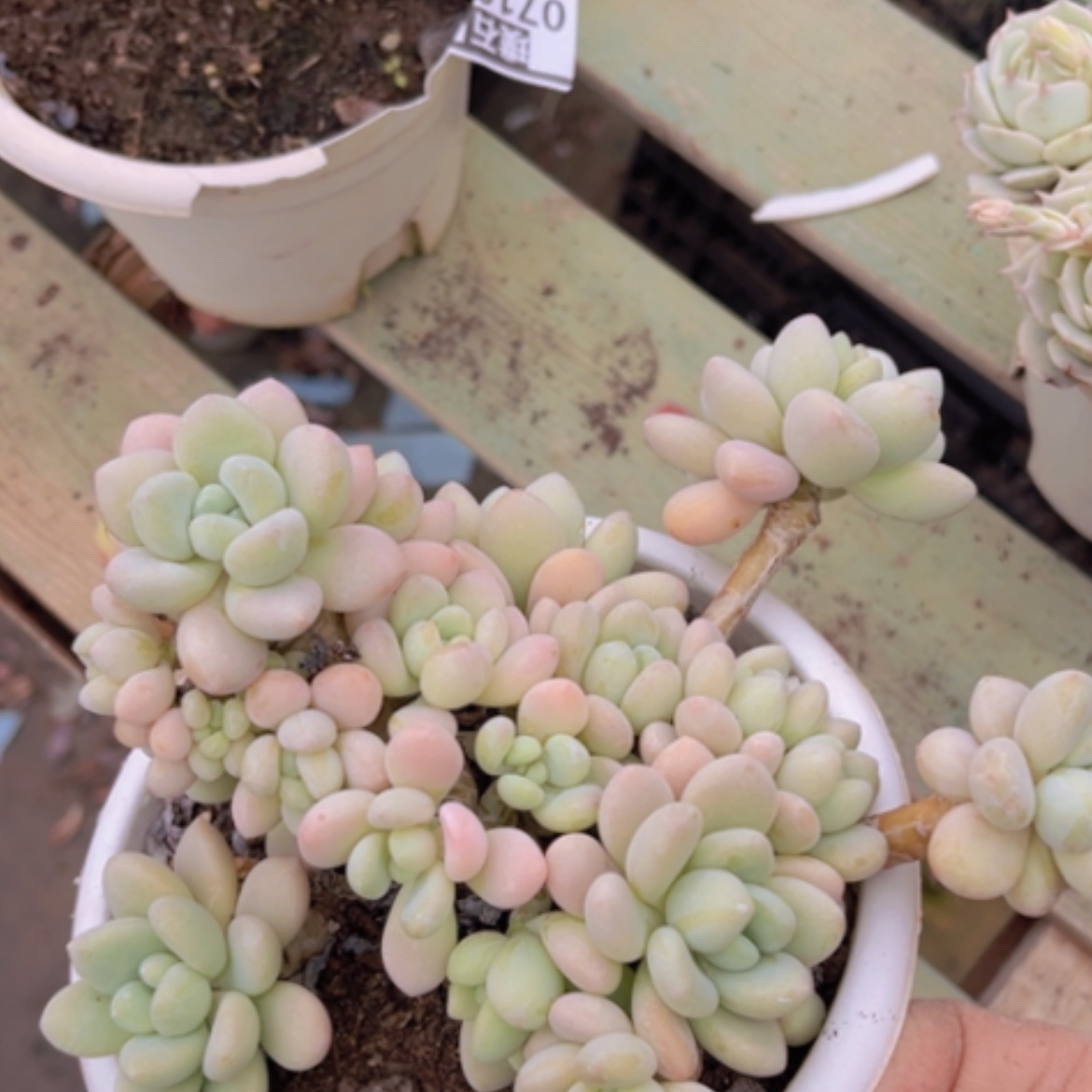 【闪购商品】香水洛神07102