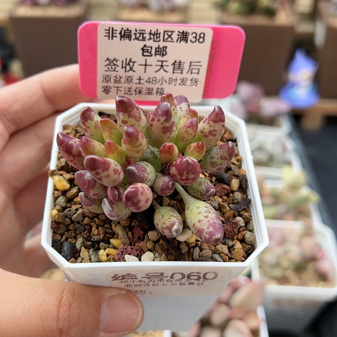 ?****060鼓锤多肉植物