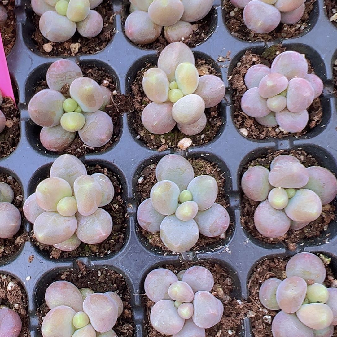 穴盘七彩豆奶3颗19包邮