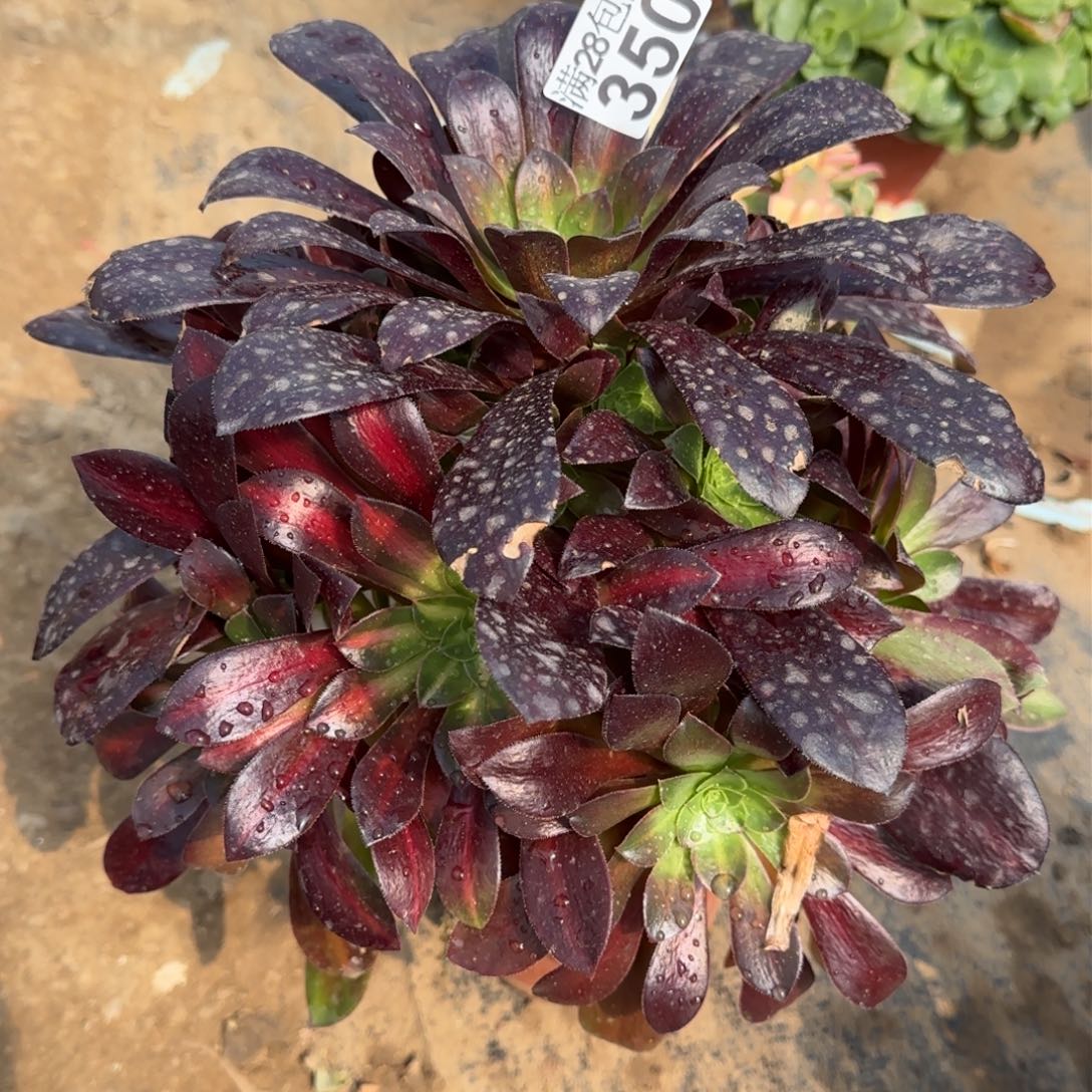 花纳多肉350满28包邮断枝不包