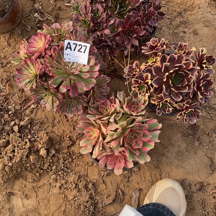 完全开放727组合套餐多肉植物