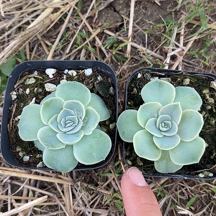 胖虎2颗单头挑好的