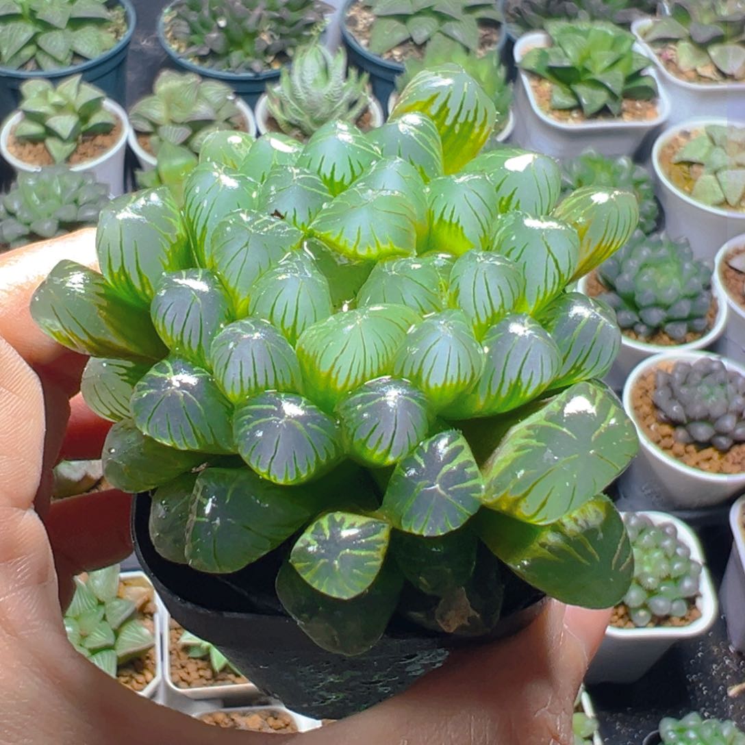 小叶冰灯玉露多肉一颗