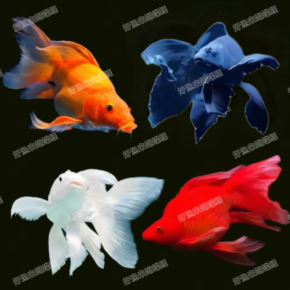 ①蝴蝶鲤混搭主播改价专用--【好渔来蝴蝶鲤】