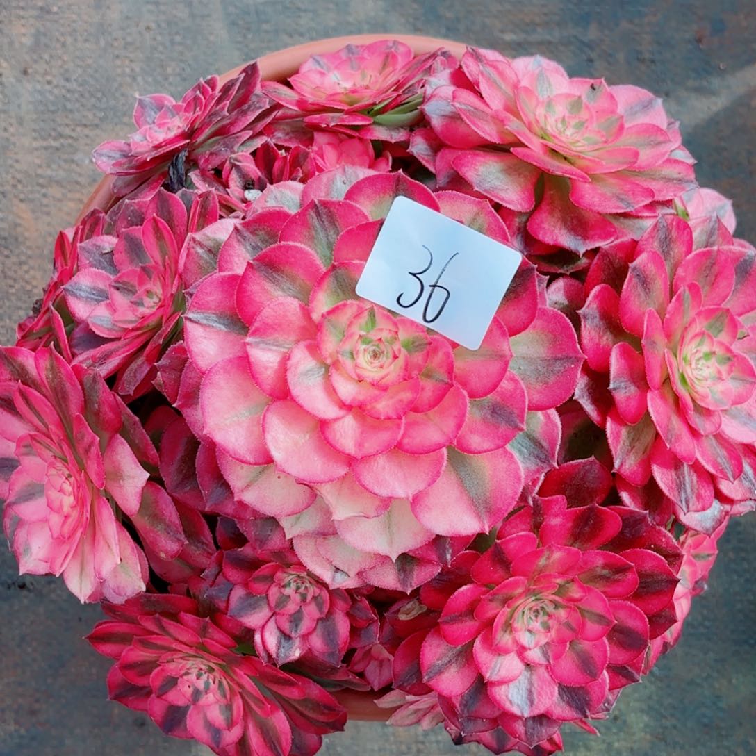 一物一拍多肉法师36