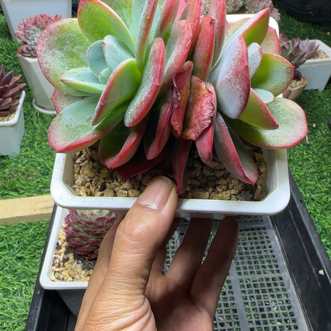 锦安多肉精品植物222