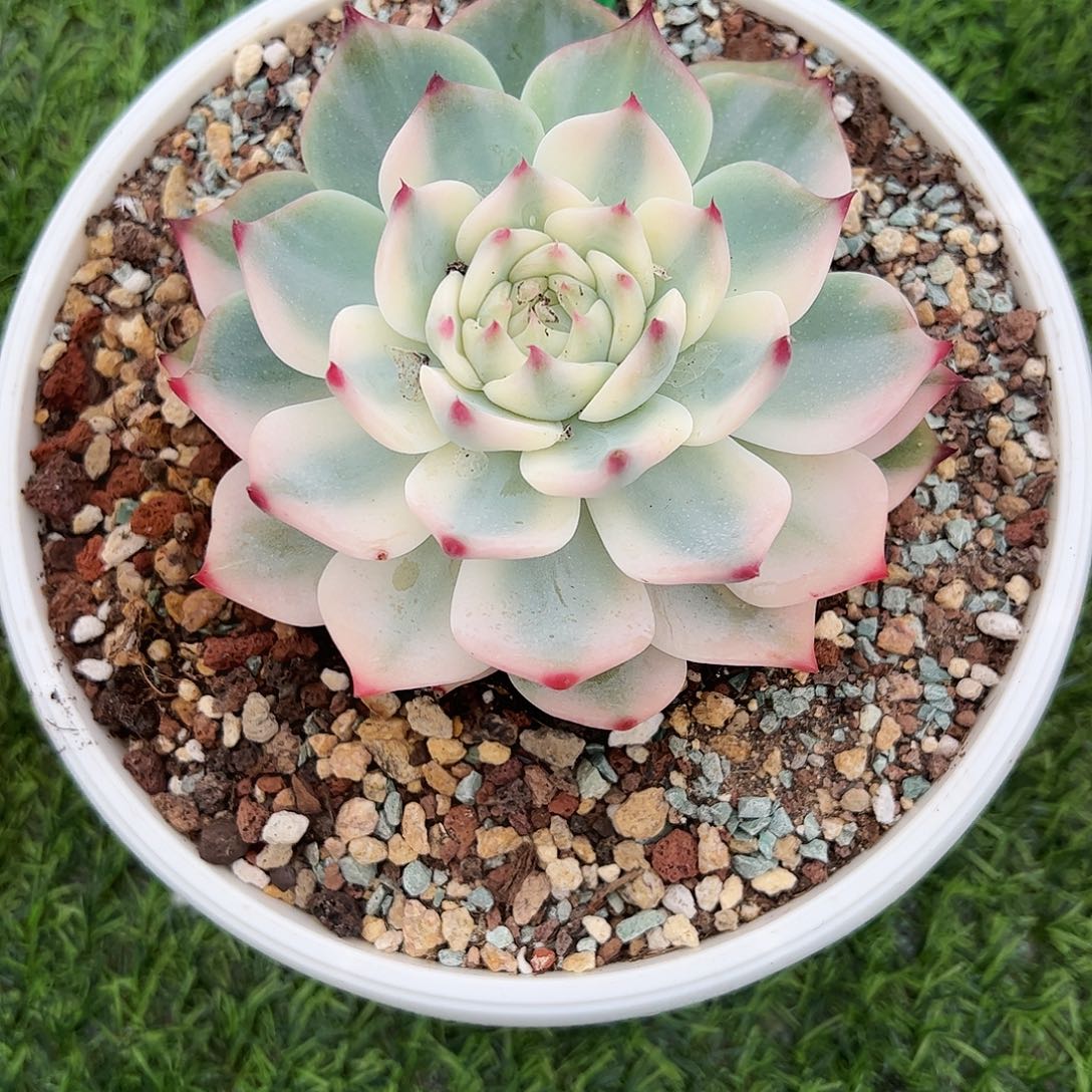 吉娃娃锦多肉植物